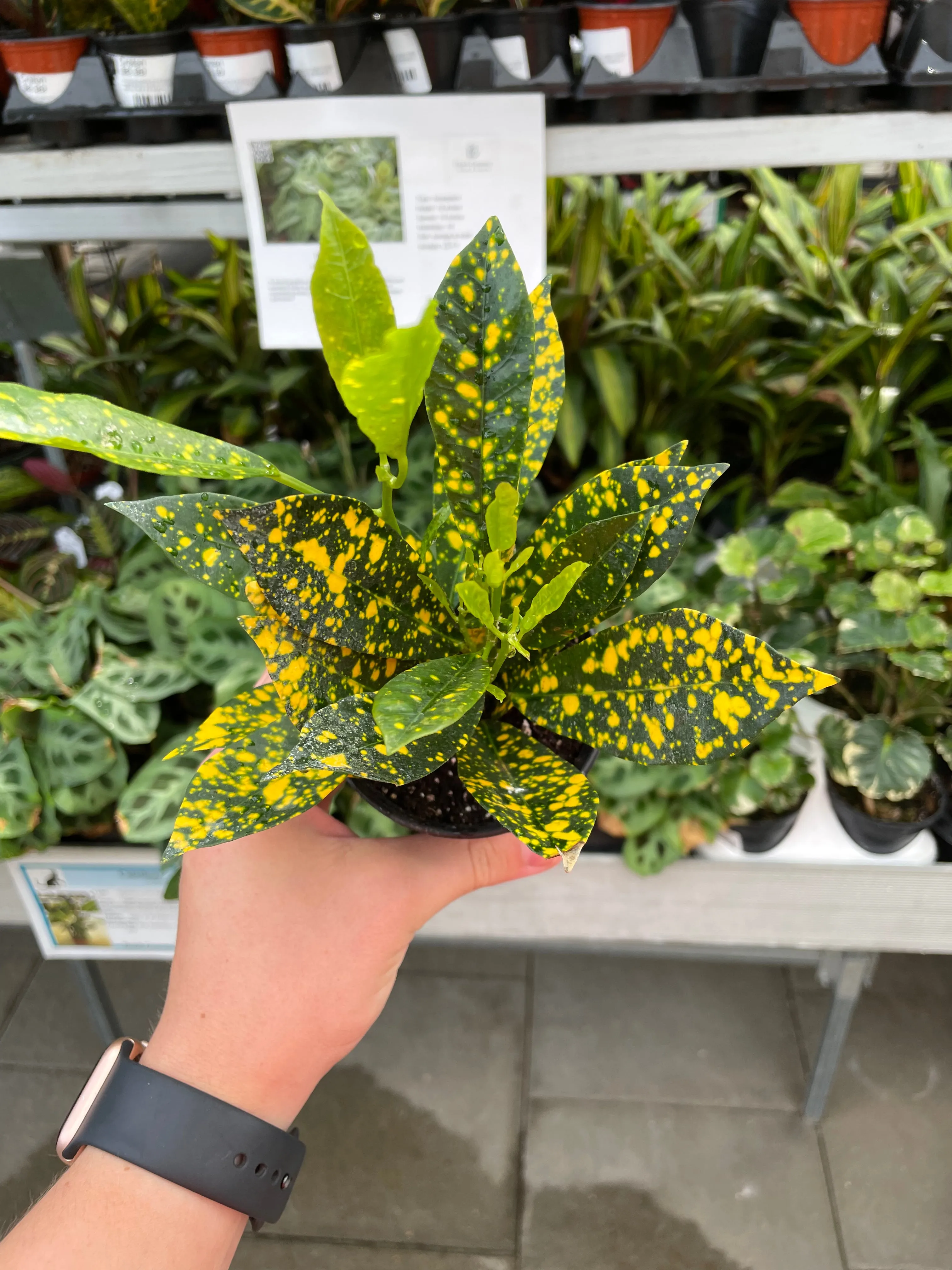 Croton Golddust